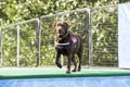 Dog poised to jump into pool