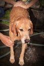 Dog ready to take a bath Royalty Free Stock Photo