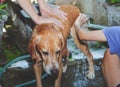 dog ready to take a bath Royalty Free Stock Photo