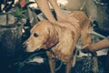 Dog ready to take a bath Royalty Free Stock Photo