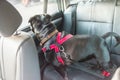 Dog on rear seat of car attached safely with harness and restrai