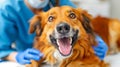 Dog Receiving Dental Check-Up at Vet. Generative AI