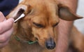 Dog Receiving Ear Care