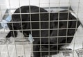 Dog Recovering In Vet's Kennels