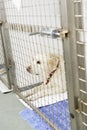 Dog Recovering In Vet's Kennels Royalty Free Stock Photo