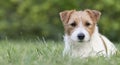 Dog recreation, web banner of a cute puppy as lying in the grass Royalty Free Stock Photo