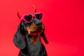 Dog on a red background in sunglasses and horns, the image of dangerous tempter