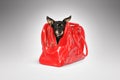 Dog in a red bag Royalty Free Stock Photo