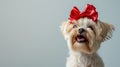 dog with red bow on head, clean pastel background