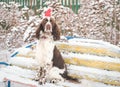 A dog in a red cap on his head sits on a bench in a snowy winter