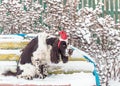 A dog in a red cap on his head sits on a bench in a snowy winter Royalty Free Stock Photo