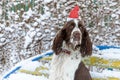 A dog in a red cap on his head sits on a bench in a snowy winter garden Royalty Free Stock Photo