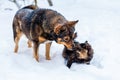 Dog and red cat playing together in the snow Royalty Free Stock Photo