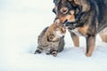 Dog and cat playing together outdoor in the snow Royalty Free Stock Photo