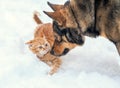 Dog and cat playing together in the snow Royalty Free Stock Photo