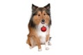 Dog with red christmas ball