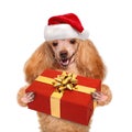 Dog in red Christmas hats with gift Royalty Free Stock Photo