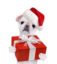 Dog in red Christmas hats with gift. Royalty Free Stock Photo