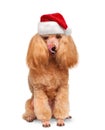 Dog in red Christmas hats. Royalty Free Stock Photo