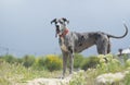 dog in a red collar stand near the field plants