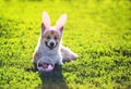 dog red Corgi lying in the bright green grass in funny pink rabbit ears with a basket of bright colored eggs on Easter cards