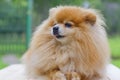 Dog red German Pomeranian Spitz holds a bone in his paws and licks his lips. best loyal friend