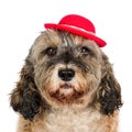 Dog with red hat