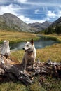 Dog: Red Heeler in the High Mountains Royalty Free Stock Photo
