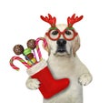 Dog with red Christmas boot 2 Royalty Free Stock Photo