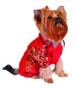Dog in red jacket Royalty Free Stock Photo