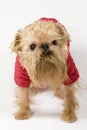 Dog in the red jacket Royalty Free Stock Photo