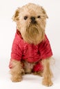 Dog in red jacket Royalty Free Stock Photo
