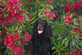 dog in red oleander flowers. Gordon setter in nature Royalty Free Stock Photo