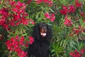 dog in red oleander flowers. Gordon setter in nature Royalty Free Stock Photo