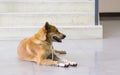 Dog red owners wait solitary stair front