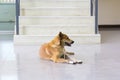 Dog red owners wait solitary stair front