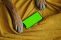 Dog with red paws lies on yellow blanket on bed next to phone with green chroma screen. Copy space for advertising pet