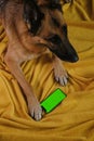 Dog with red paws lies on yellow blanket on bed next to phone with green chroma screen. Copy space for advertising pet