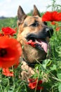 Dog and red poppies on the meadow. Summer hot day. Royalty Free Stock Photo