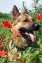 Dog and red poppies on the meadow. Summer hot day. Royalty Free Stock Photo