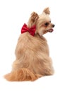 Dog with Red Ribbon in Back Royalty Free Stock Photo