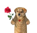 Dog with red rose Royalty Free Stock Photo