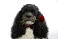 Dog with red rose Royalty Free Stock Photo