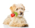 Dog with a red rose. Royalty Free Stock Photo