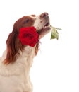 Dog with red rose in mouth Royalty Free Stock Photo