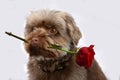 Dog with red rose Royalty Free Stock Photo