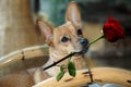 Dog with red rose Royalty Free Stock Photo