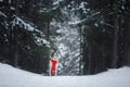 Dog in a red scarf in the forest. Border Collie in winter. Pet on a walk Royalty Free Stock Photo