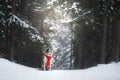 Dog in a red scarf in the forest. Border Collie in winter. Pet on a walk Royalty Free Stock Photo