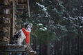 Dog in a red scarf at the wooden house. Border Collie in winter. Pet at walk Royalty Free Stock Photo